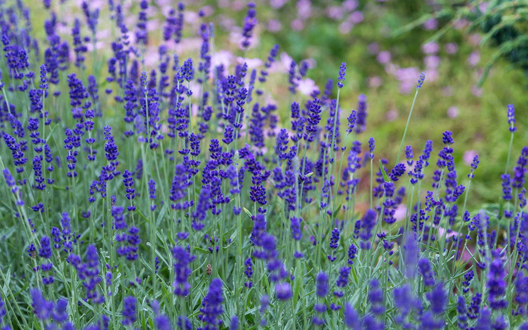 Lavendel