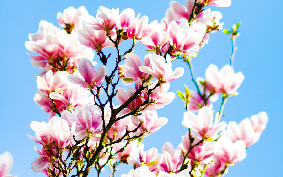 Frühlingsdüfte in der Corona-Krise