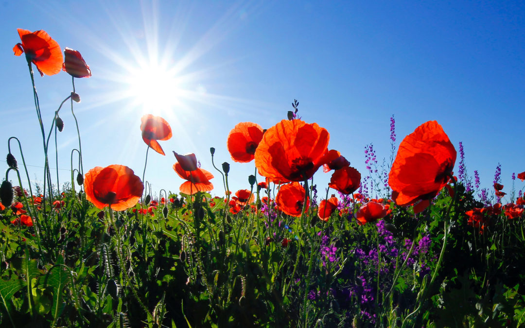 Grandioses Blütenfeuerwerk